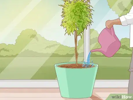 Imagen titulada Repot a Ficus Tree Step 10