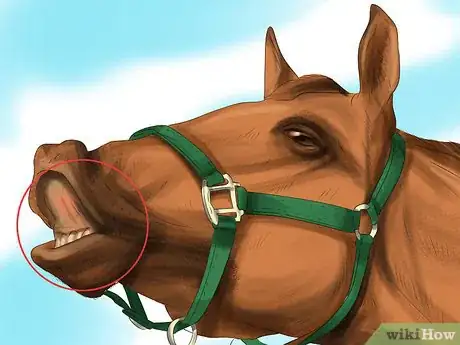 Imagen titulada Understand Horse Communication Step 3