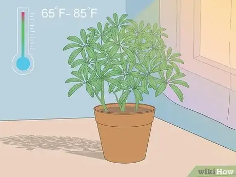 Imagen titulada Care for a Dwarf Umbrella Plant Step 2