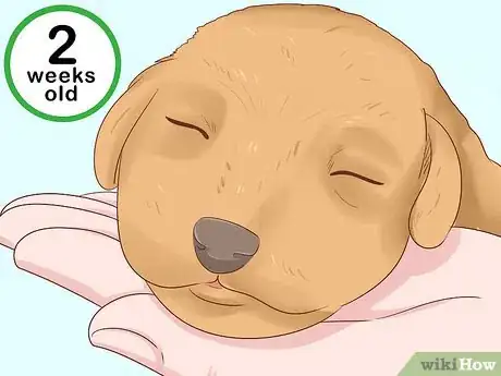 Imagen titulada Tell Your Puppy's Age Step 8