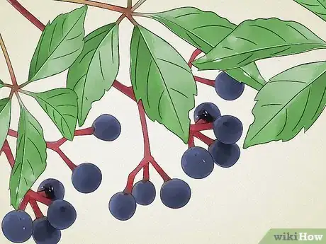 Imagen titulada Identify Common Poisonous Berries in North America Step 9