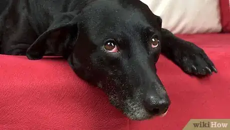 Imagen titulada Cut a Dog's Nails Without Clippers Step 13