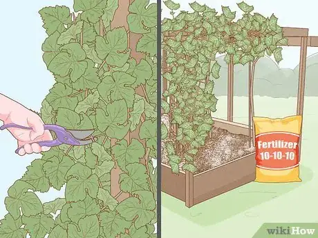 Imagen titulada Grow Grapes from Seeds Step 12