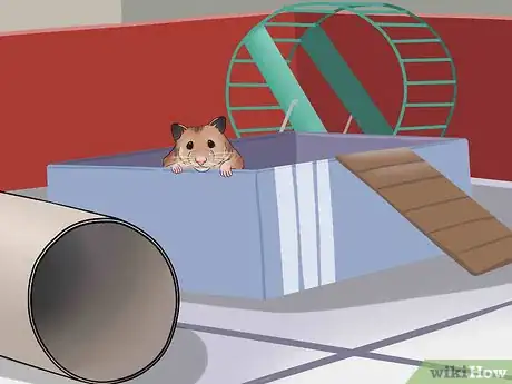 Imagen titulada Have Fun With Your Hamster Step 20