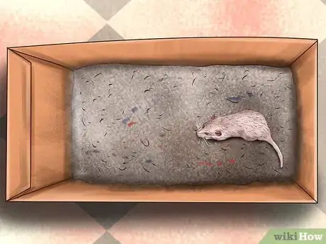 Imagen titulada Bond With Your Pet Rat Step 14