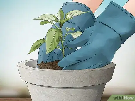 Imagen titulada Grow Jalapenos in a Pot Step 4