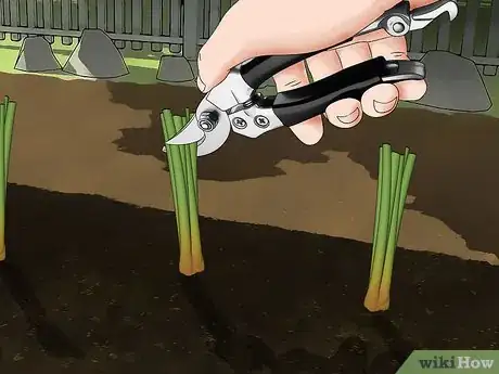 Imagen titulada Plant Onions Step 13