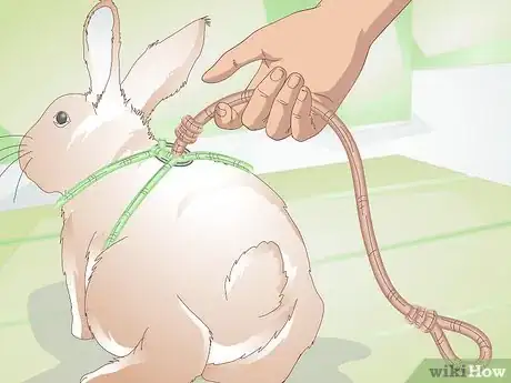 Imagen titulada Make Your Rabbit a Leash Step 6