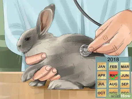 Imagen titulada Tell if Your Rabbit Is in Pain Step 12