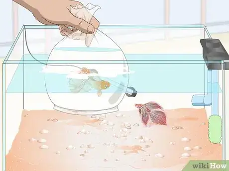 Imagen titulada Prevent and Treat Popeye in Betta Fish Step 6