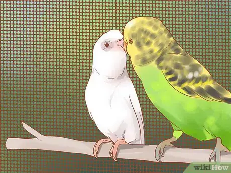 Imagen titulada Breed Budgies Step 8