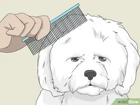 Imagen titulada Groom a Bichon Frise Step 1