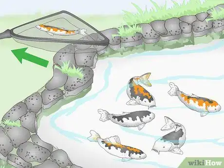 Imagen titulada Breed Koi Fish Step 14