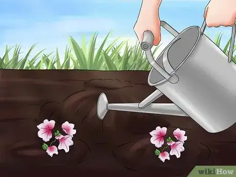 Imagen titulada Grow Geraniums Step 8