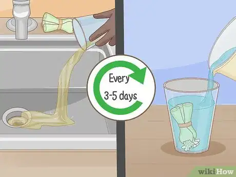 Imagen titulada Grow Onions in Water Step 11