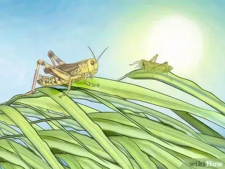 Imagen titulada Take Care of a Grasshopper Step 8