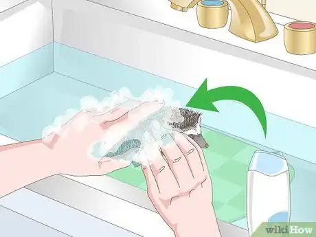 Imagen titulada Bathe a Pet Hedgehog Step 5