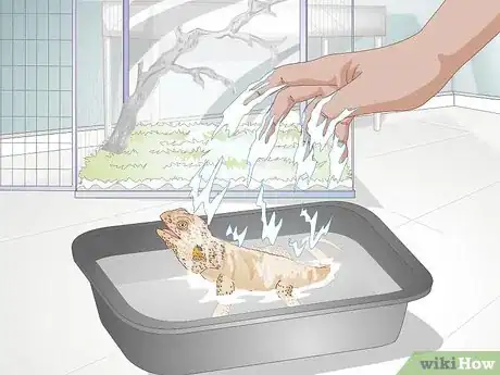 Imagen titulada Teach a Bearded Dragon to Drink from a Water Bowl Step 12