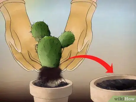 Imagen titulada Save a Dying Cactus Step 11