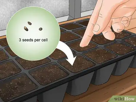 Imagen titulada Grow Rosemary from Seed Step 8