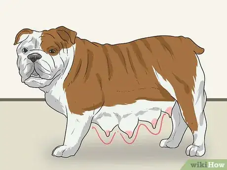 Imagen titulada Breed English Bulldogs Step 24