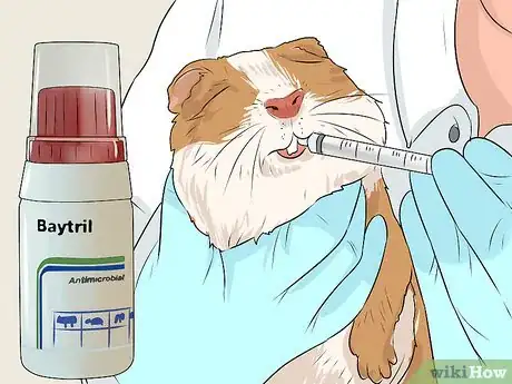 Imagen titulada Care for a Guinea Pig with Pneumonia Step 11