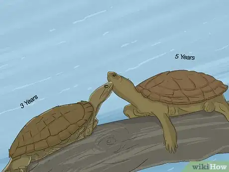 Imagen titulada Breed Turtles Step 2