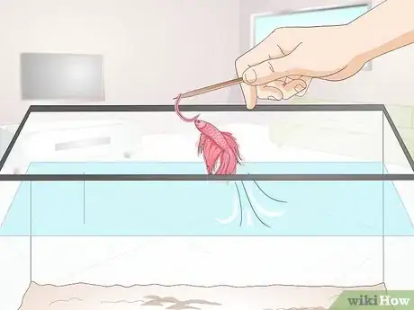 Imagen titulada Train Your Betta Fish Step 8