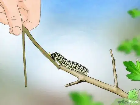 Imagen titulada Take Care of a Caterpillar Until It Turns Into a Butterfly or Moth Step 6