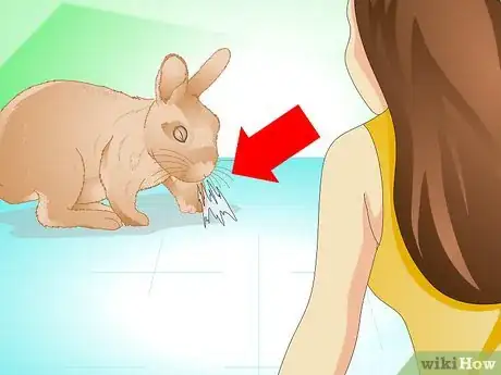 Imagen titulada Determine if Your Rabbit Is Sick Step 6