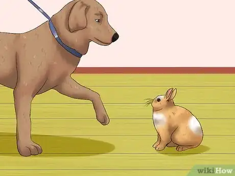 Imagen titulada Introduce a Dog and a Rabbit Step 10