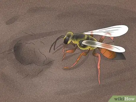 Imagen titulada Get Rid of Ground Digger Wasps (Cicada Killers) from Your Lawn Step 1