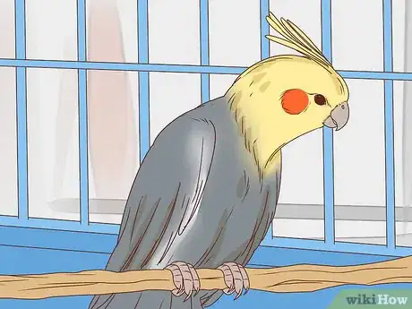 Imagen titulada Buy a Pet Cockatiel Step 9