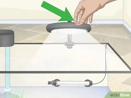 Imagen titulada Set up a Guppy Tank Step 7