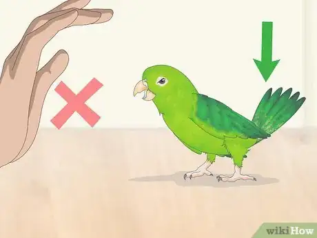 Imagen titulada Interact with Your Parrotlet Step 12