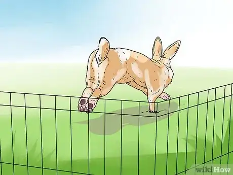 Imagen titulada Care for an Outdoor Rabbit Step 5