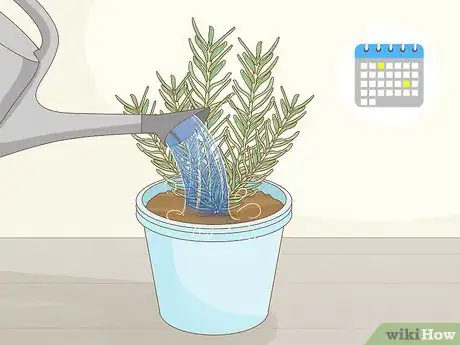 Imagen titulada Grow Rosemary Indoors Step 12