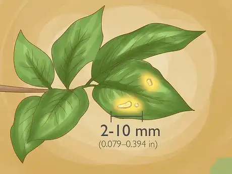 Imagen titulada Identify Lemon Tree Diseases Step 6