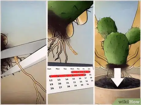 Imagen titulada Save a Dying Cactus Step 13