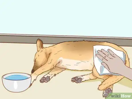 Imagen titulada Treat Heat Stroke in Dogs Step 10