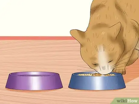 Imagen titulada Plan and Prepare for Your New Cat Step 15