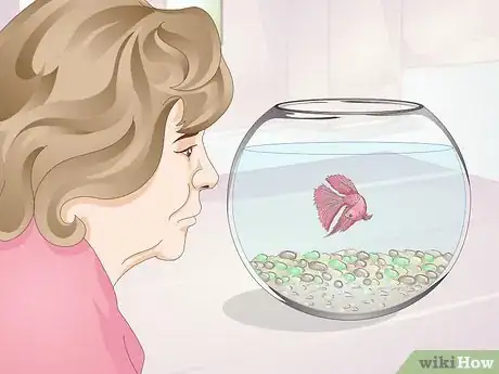 Imagen titulada Teach Your Betta to Jump Step 2