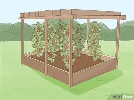 Imagen titulada Grow Grapes from Seeds Step 11