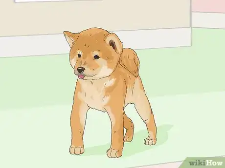 Imagen titulada Train a Shiba Inu Step 1