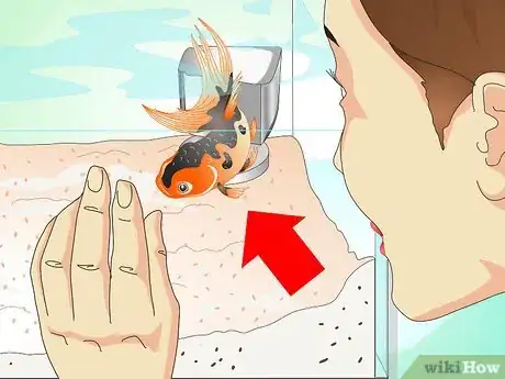 Imagen titulada Save a Dying Goldfish Step 4