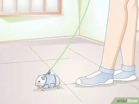 Imagen titulada Walk Your Hamster Step 3