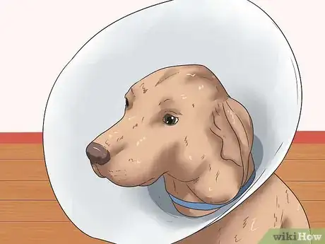 Imagen titulada Stop a Dog's Ear from Bleeding Step 9