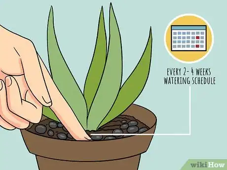 Imagen titulada Revive a Dying Aloe Vera Plant Step 7