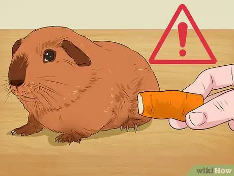 Imagen titulada Care for a Guinea Pig with Pneumonia Step 4