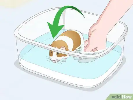 Imagen titulada Bathe a Guinea Pig Step 13